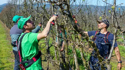 Poda especializada de frutales en el Bierzo. Foto: César Sánchez.