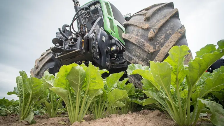 Maquinaria agrícola recorre un campo de remolacha.
