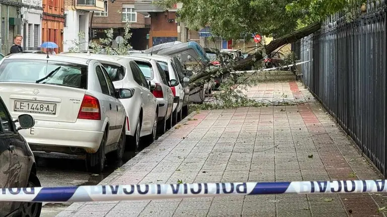 Imagen de uno de los árboles caídos durante la tormenta.