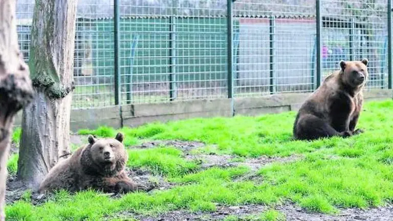 Luna y Ponderoso, en el Coto Escolar, en una imagen de Pacma.