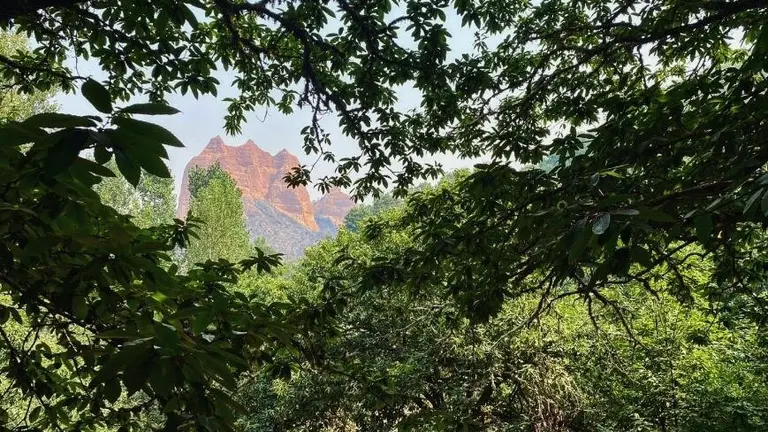 La Fundación Las Médulas recorre el abrasado paraje Patrimonio de la Humanidad berciano y encuentra pequeños resquicios de esperanza como la supervivencia de varios castaños centenarios. Foto: Fund. Las Médulas