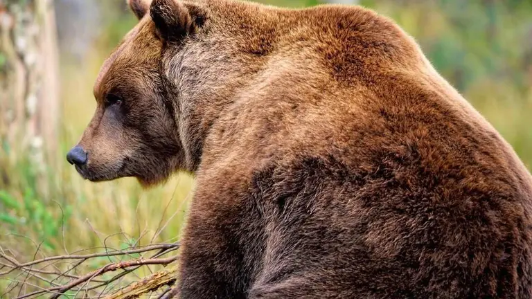 Los incendios afectan la estabilidad de los poblaciones de osos y urogallos.