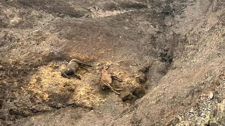En Barniedo de la Reina, en pleno Parque Regional de Picos de Europa, los ganaderos recorren sus fincas palmo a palmo para recuperar a sus animales, muchos de ellos calcinados.