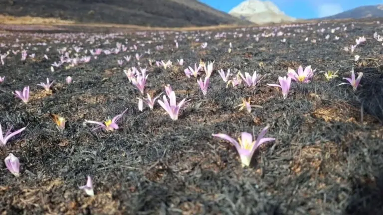 Flores de 'quitameriendas' comienzan a brotar entre las cenizas de los incendios forestales en la montaña leonesa. Foto: Valle de Valdeón