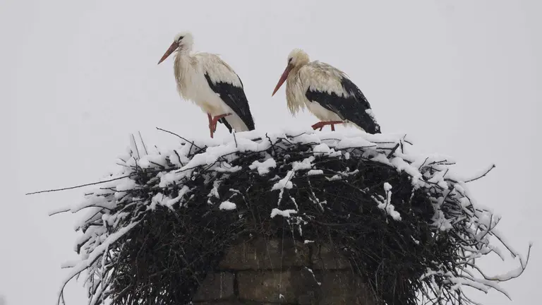 Temporal de nieve en El Bierzo. fotos: C&eacute;sar S&aacute;nchez