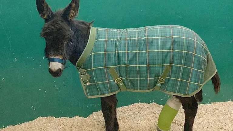 El burrito 'Pablete', un ejemplar enano de apenas ocho meses de edad y unos 80 kilos de peso, ha logrado salir adelante gracias a una operaci&oacute;n poco habitual realizada en el Hospital Veterinario de la Universidad de Le&oacute;n.