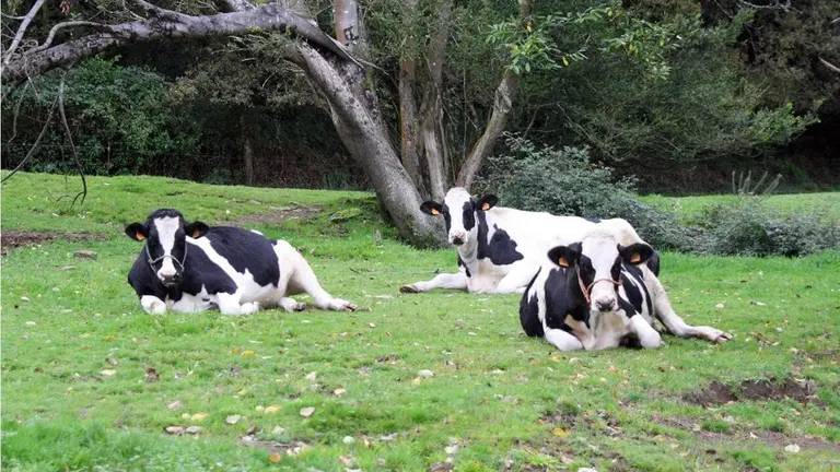 vacas