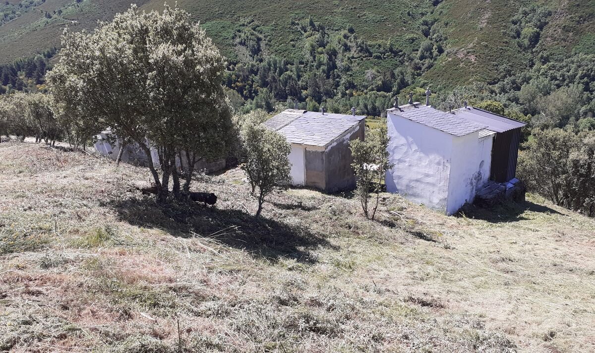Zona de El Bierzo después de la actuación forestal del Plan Montel.