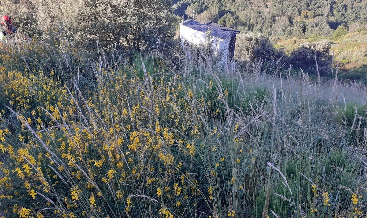 Zona de El Bierzo antes de la actuación forestal del Plan Montel.