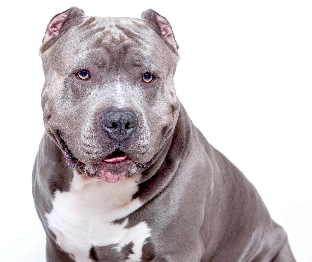 Imagen de un perro de raza pit-bull.