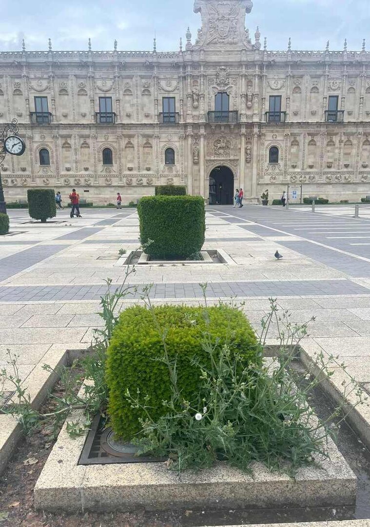Imagen de uno de los setos de hierba en San Marcos. Foto: PP municipal