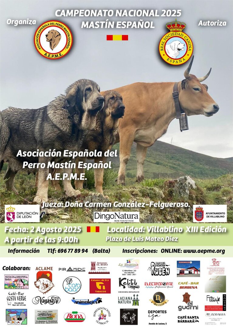 2 de agosto Monográfico mastín español