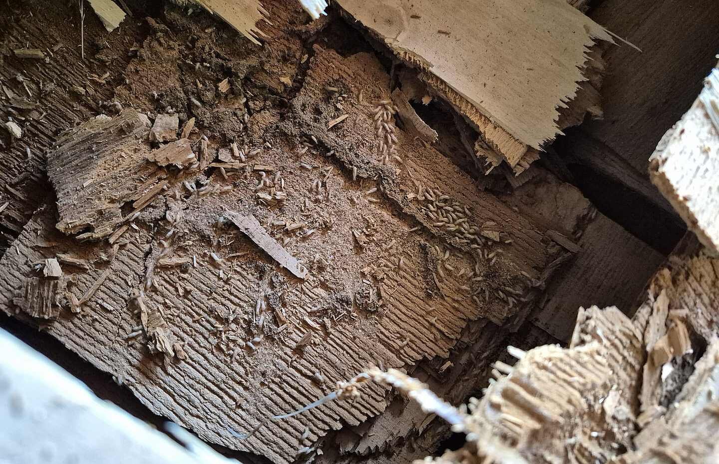 Larvas de termitas en la iglesia de Fontanil de los Oteros.