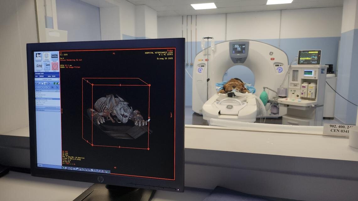 hospitalveterinarioule_leonesdecabarceno_2