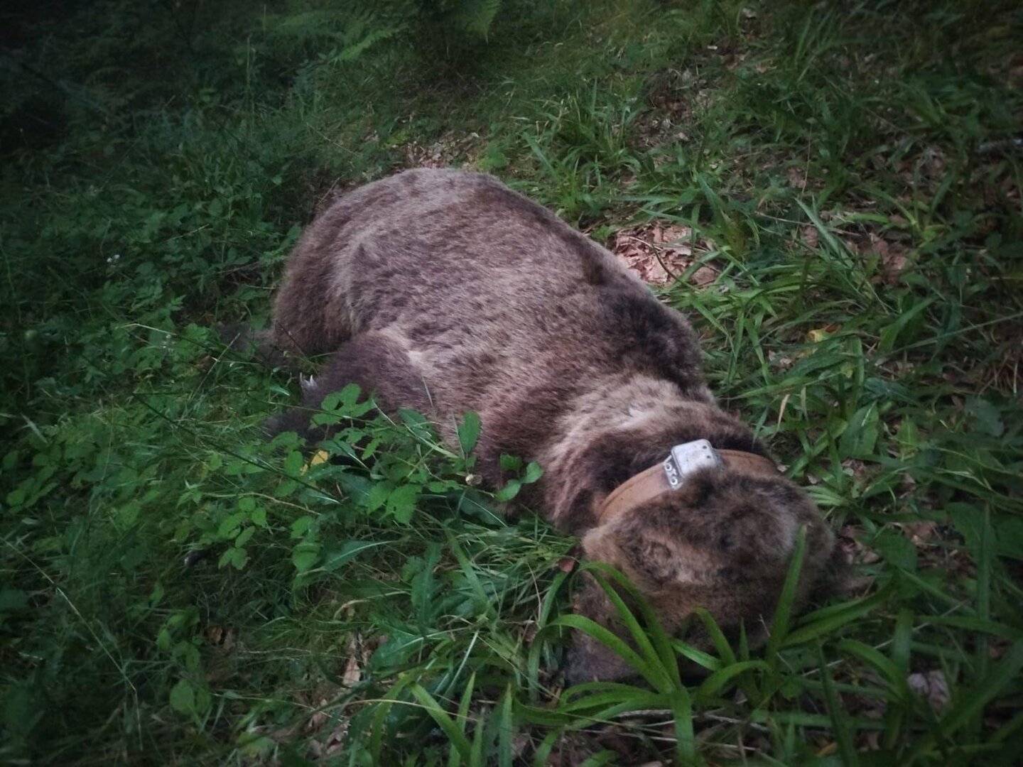 El oso localizado sin vida en Somiedo estaba radiomarcado y su fallecimiento podría deberse a su avanzada edad. Foto: Gob,. de Asturias