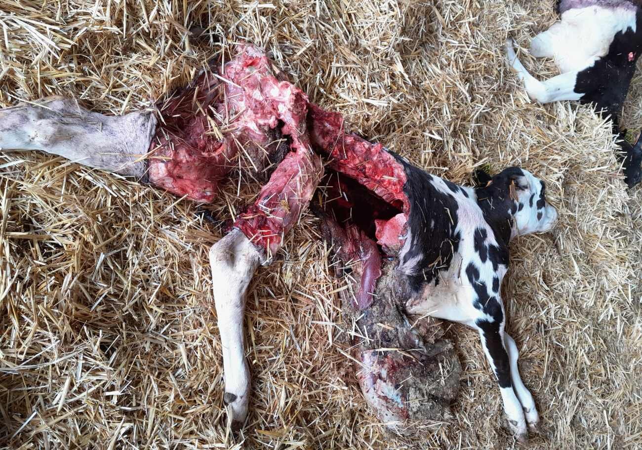 Una manada de lobos ha atacado por primera vez una explotación ganadera en la localidad leonesa de Palacios de Fontecha matando a dos terneras de alto valor genético.