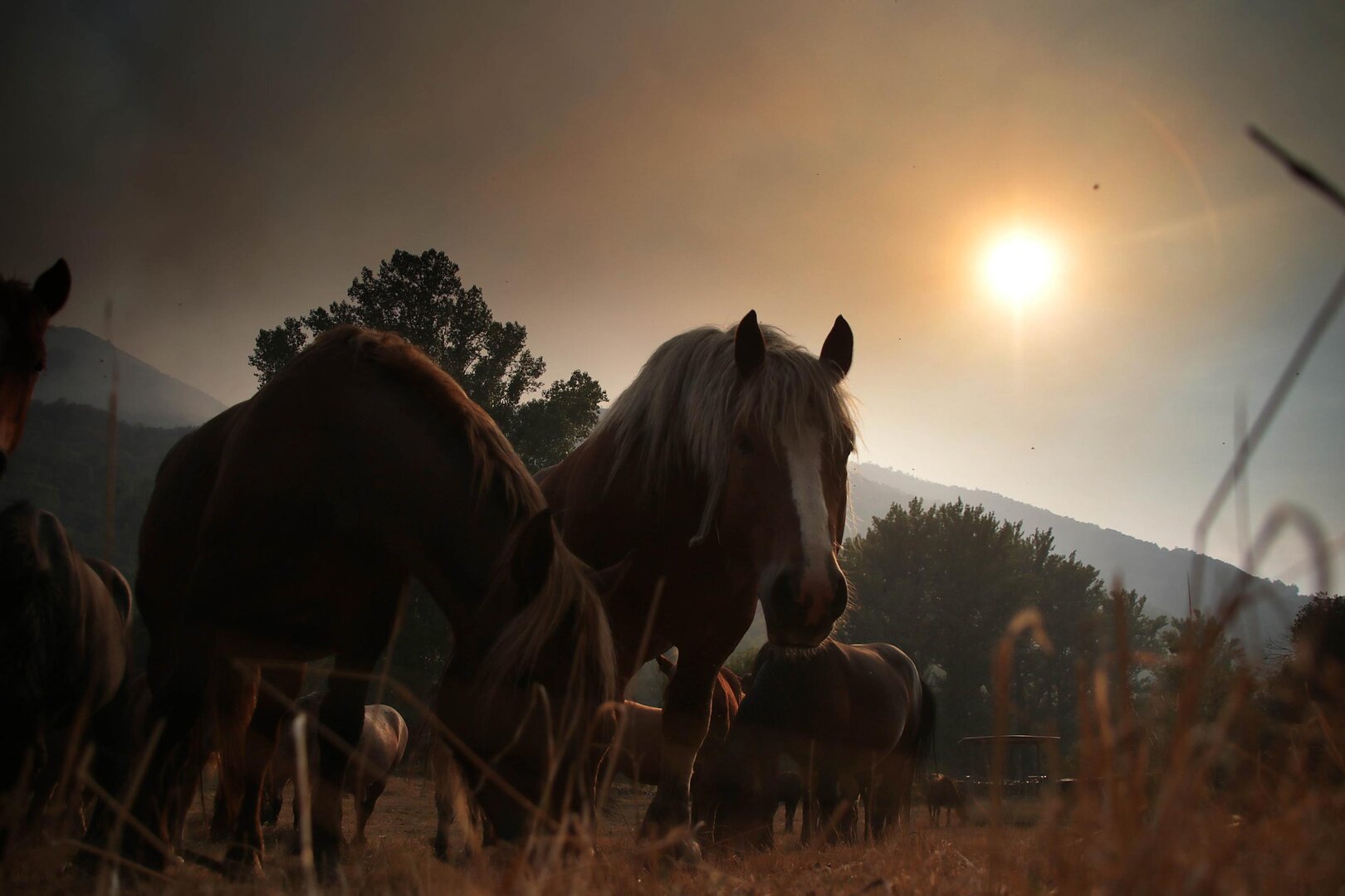 Incendio en la localidad de Fasgar, que sigue en Nivel 2. Fotos: Peio García