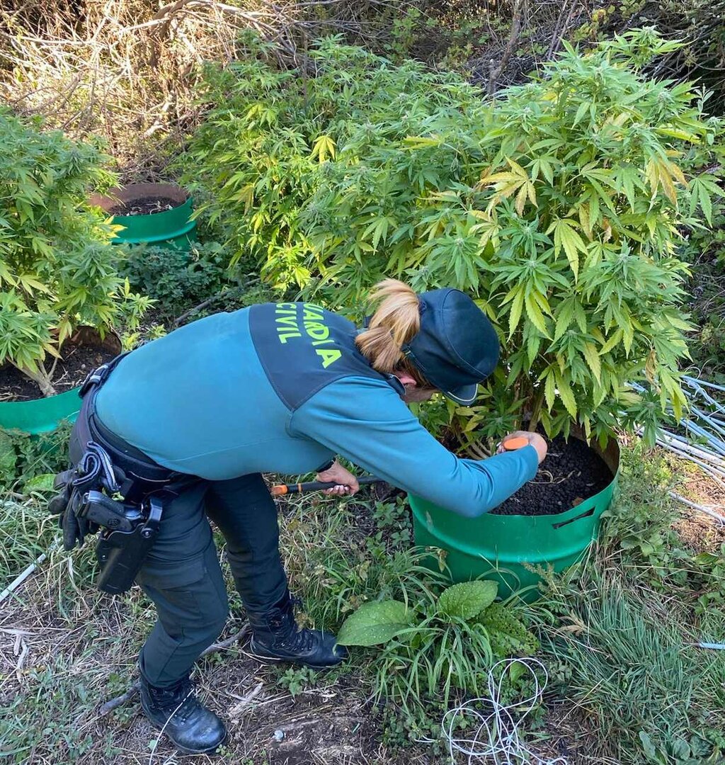 Una agente de la Guardia Civil en la zona en la que fue localizada la plantación.