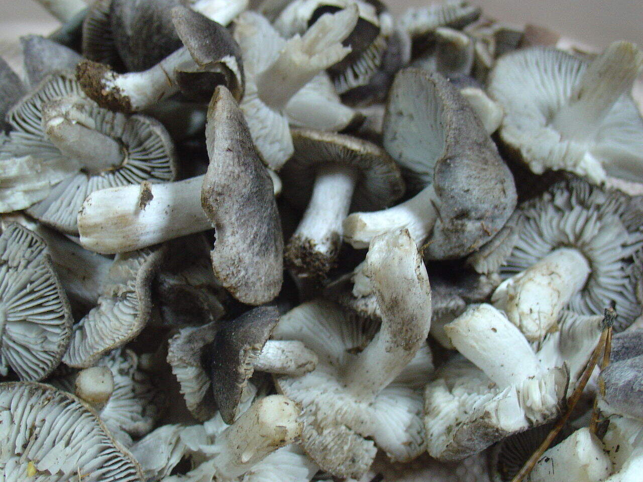 5 Negrito, negrilla o ratón