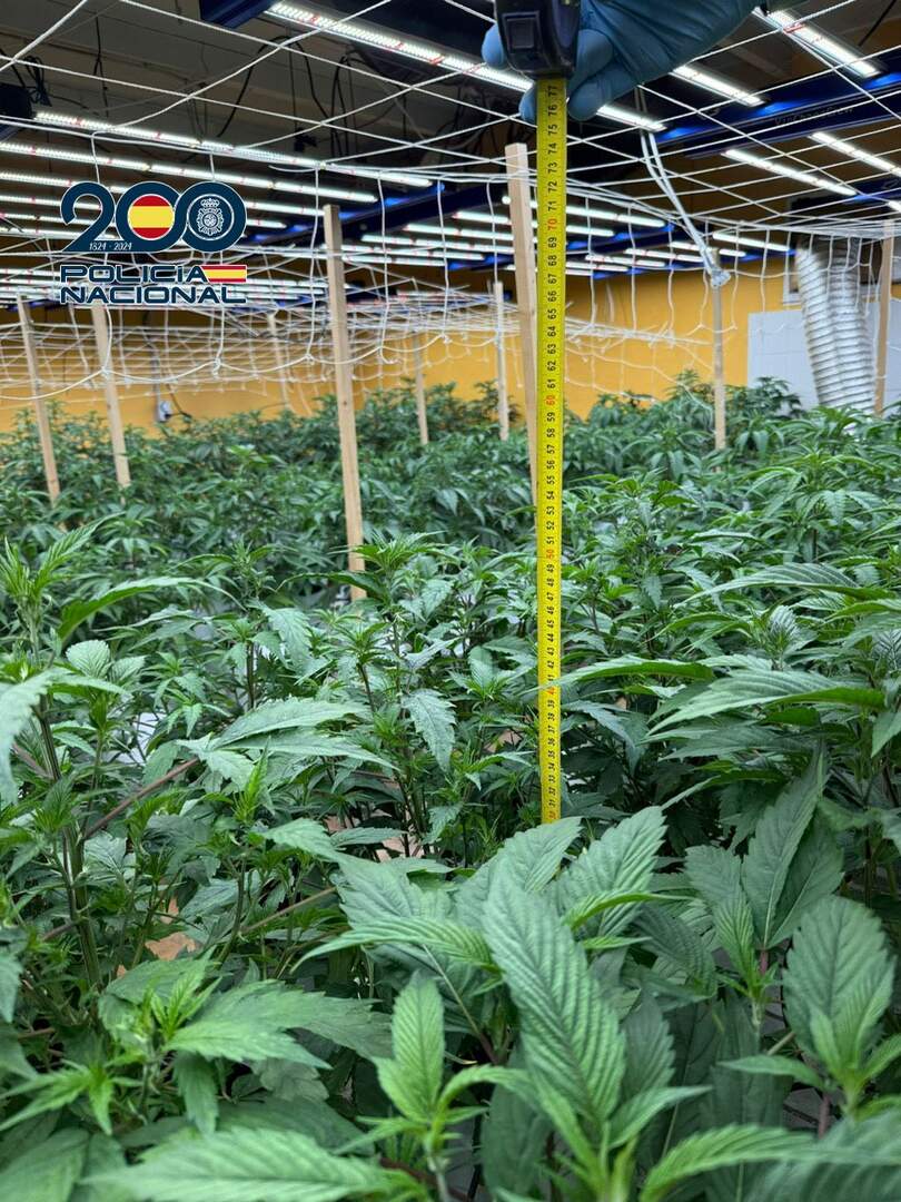 Se intervienen 720 plantas de marihuana y diversos útiles de cultivo y procesado de la marihuana. Foto: Policía Nacional