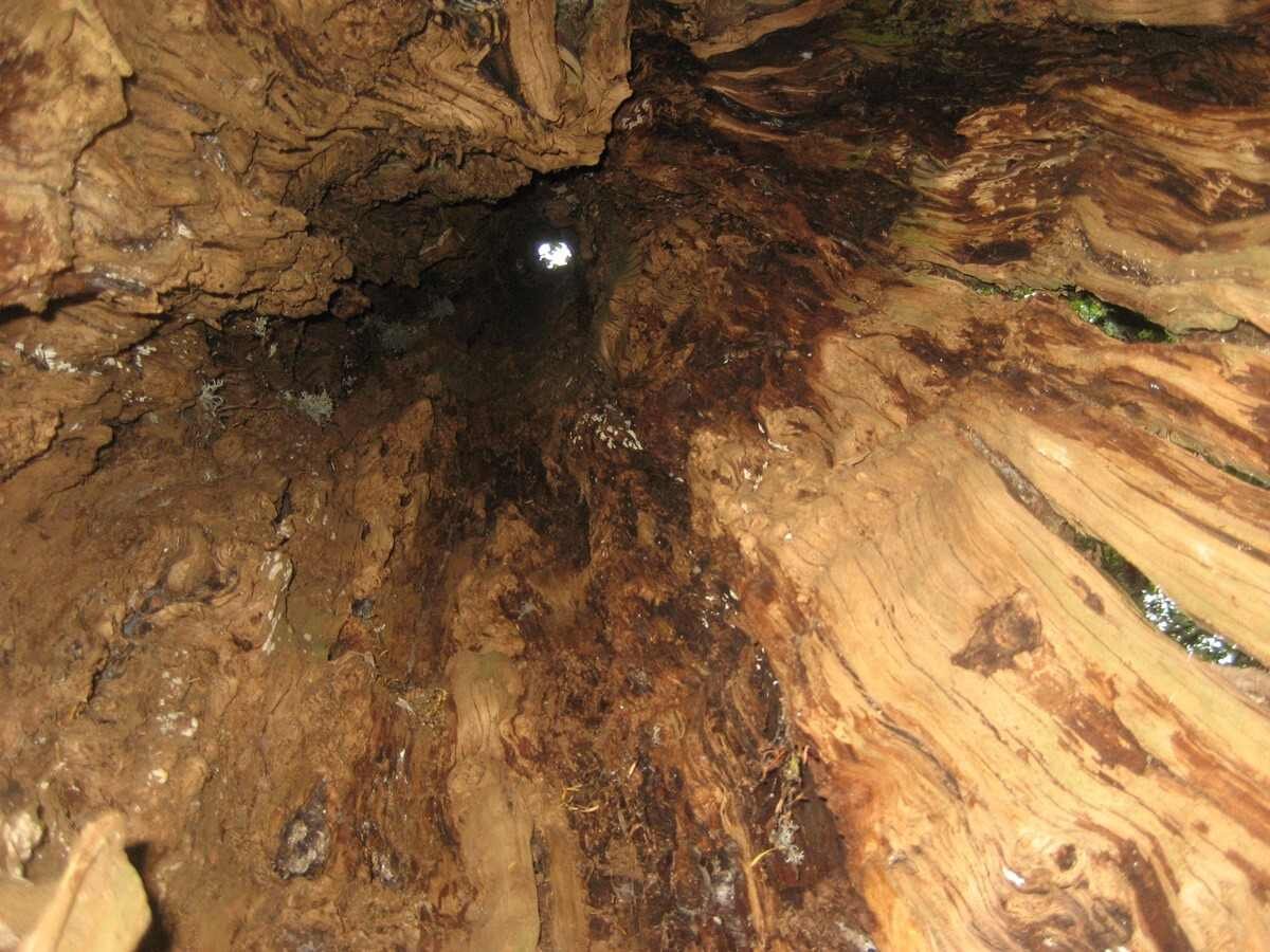 Interior de uno de los tejos milenarios, guardianes del bosque.