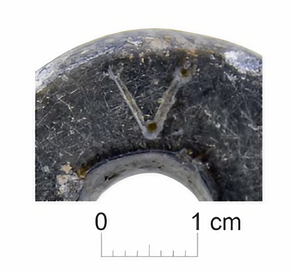 fusayola-celtiberica-detalle