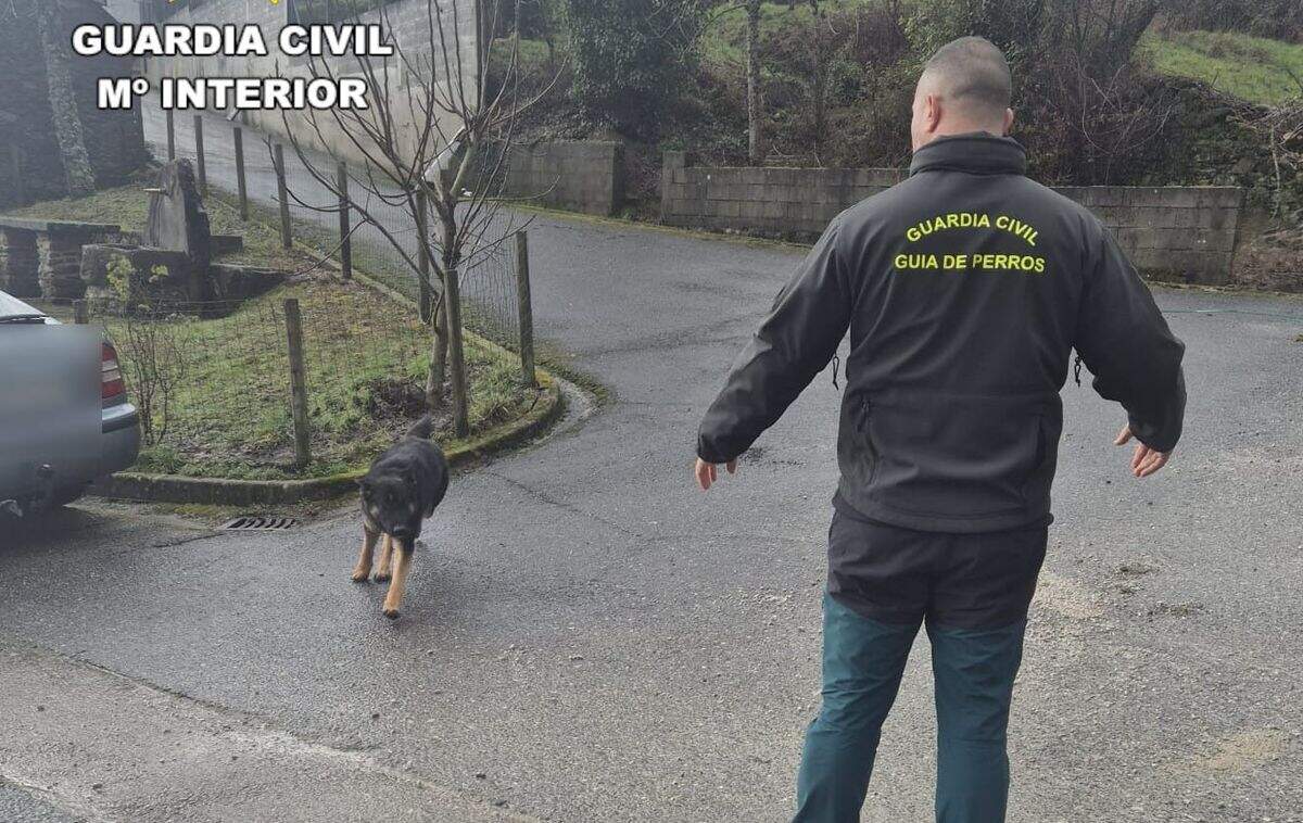 guardia civil perro