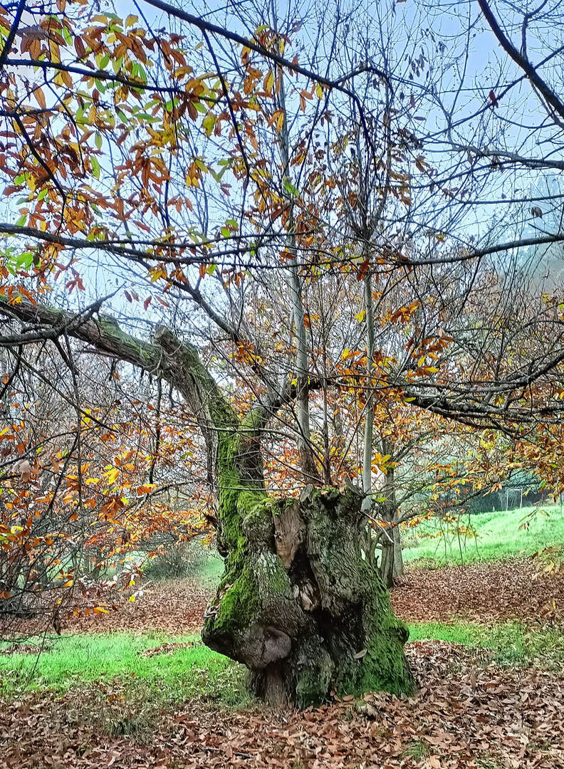 Un informe revela que los castaños del Bierzo son activos estratégicos para la bioeconomía. Fotos: Cesefor.