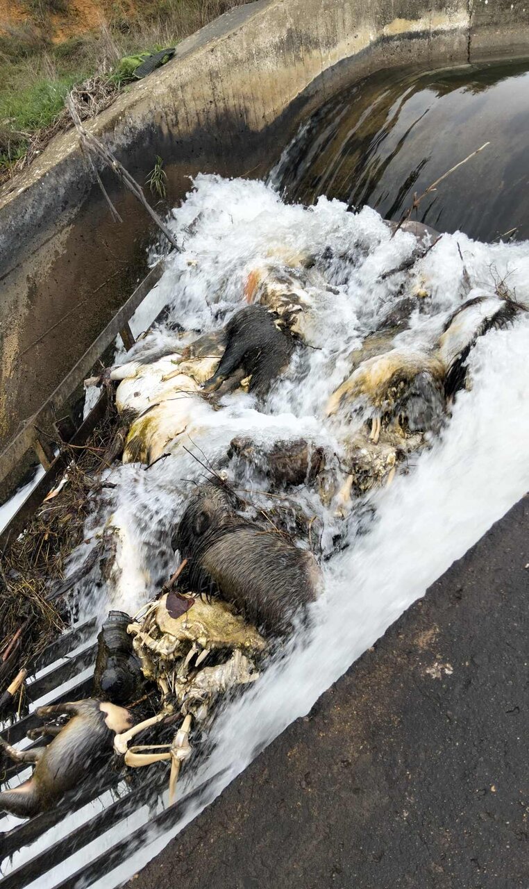 Animales muertos localizados en el Canal de Arriola.