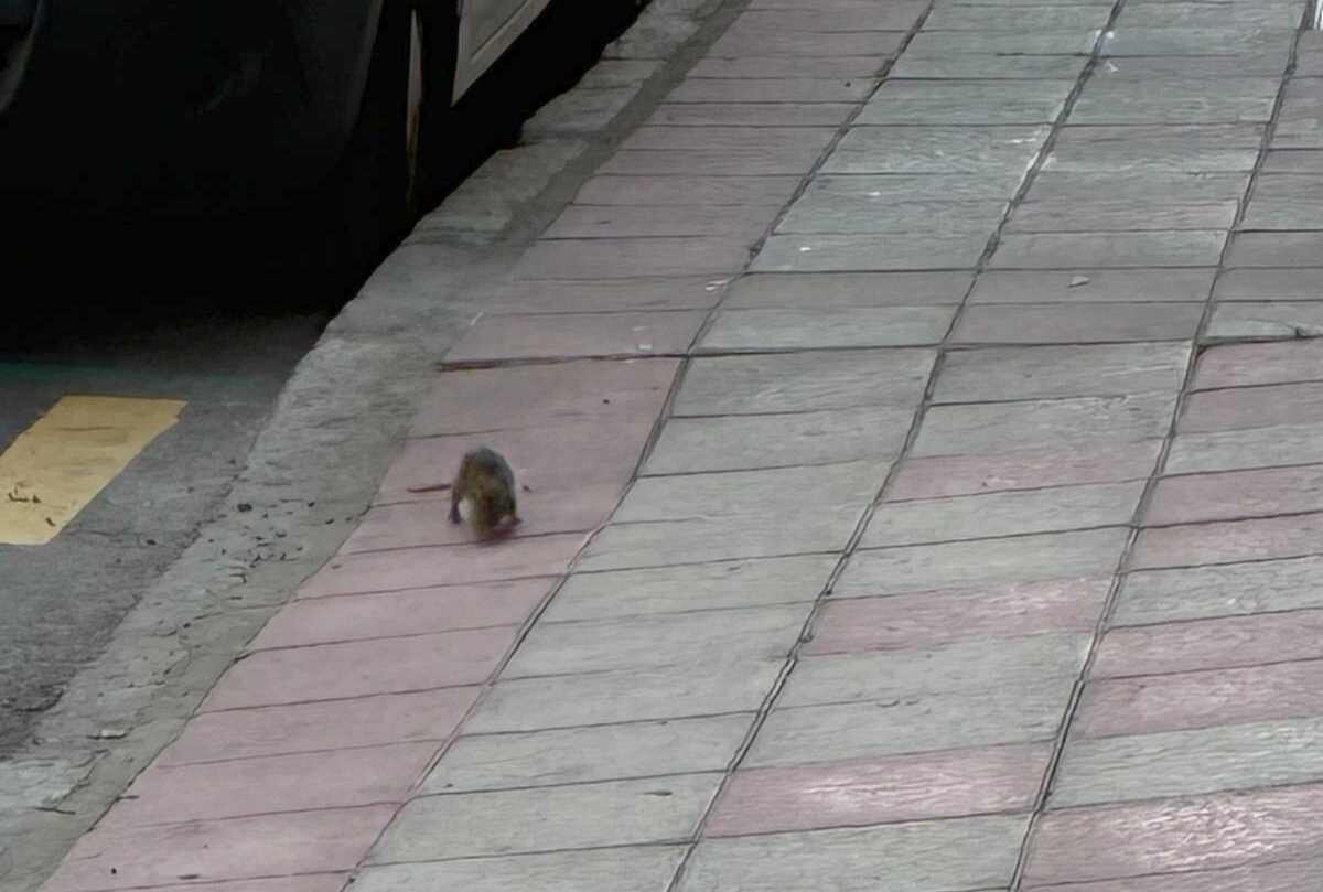 Imagen facilitada por el PP para denunciar la proliferación de ratas en la ciudad.