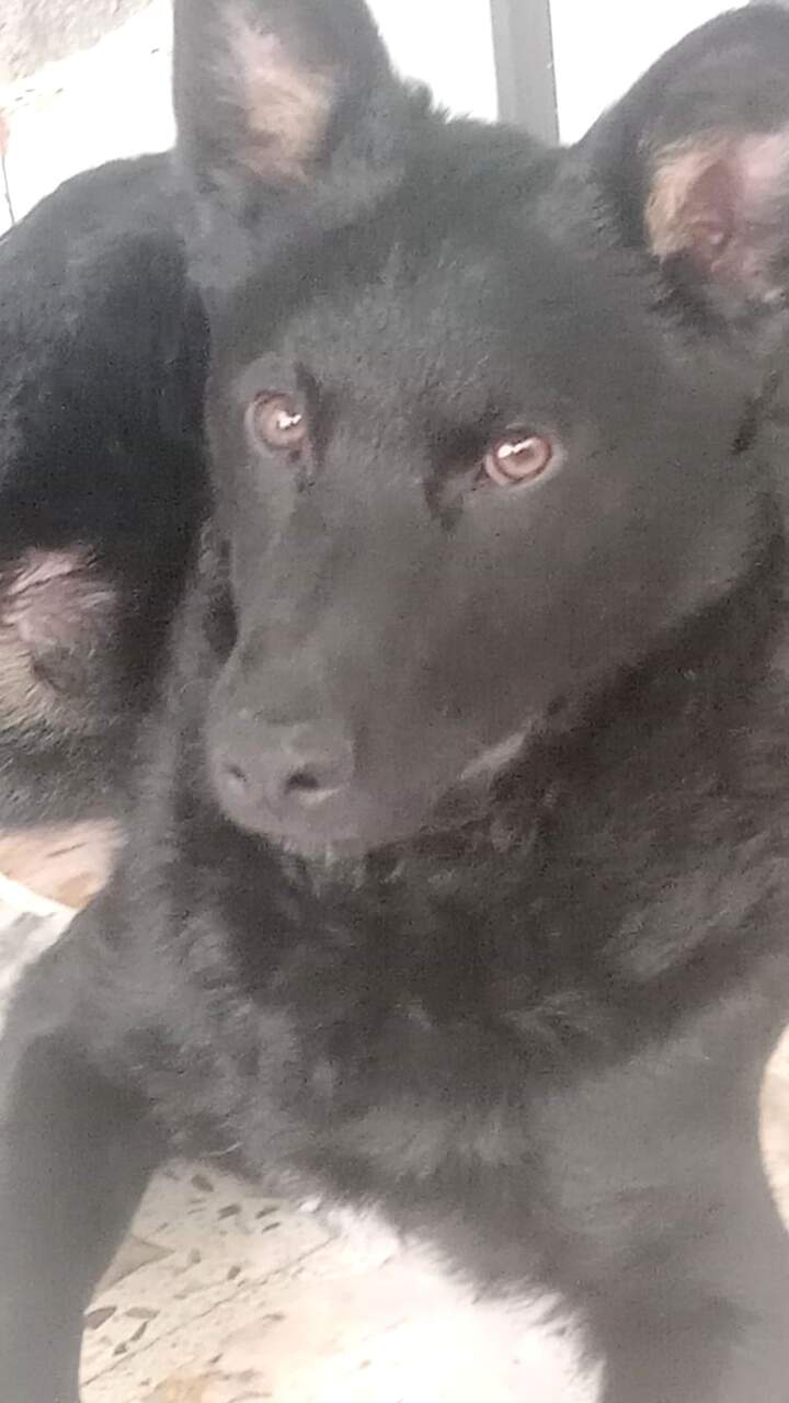 perro
